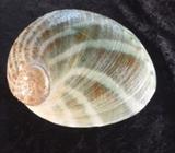 Haliotis Laevigata Seashell