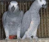 african grey parrot for sale