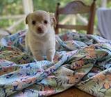 Chihuhua- long haired- All Boys