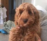 Cavapoo Pups for sale