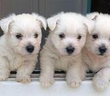 West Highland Terriers