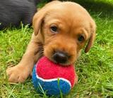 Affectionate Labrador Retriever Puppies Ready