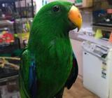 Cute ELECTUS parrot available for sale