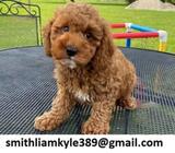 ot Toy Poodle puppies for sale