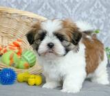 Ingham Shih Tzu puppies for sale