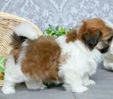 Grafton Shih Tzu puppies for sale