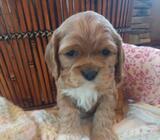 Stunning Cocker Spaniel Puppies