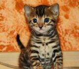 Bengal kittens ready for new home now