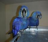 Beautiful & Talking Hyacinth Macaw Parrots for Sale.Hbas