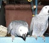 Sweet and lovely African grey parrots for sale.uta