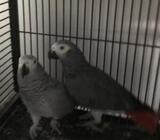 Tamed birds & proven pairs Congo African grays Parrots For Sale