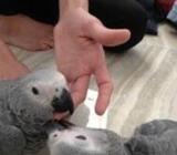 Beautiful hand raised African grey parrots For Sale