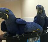 Hyacinth Macaw Parrots Available